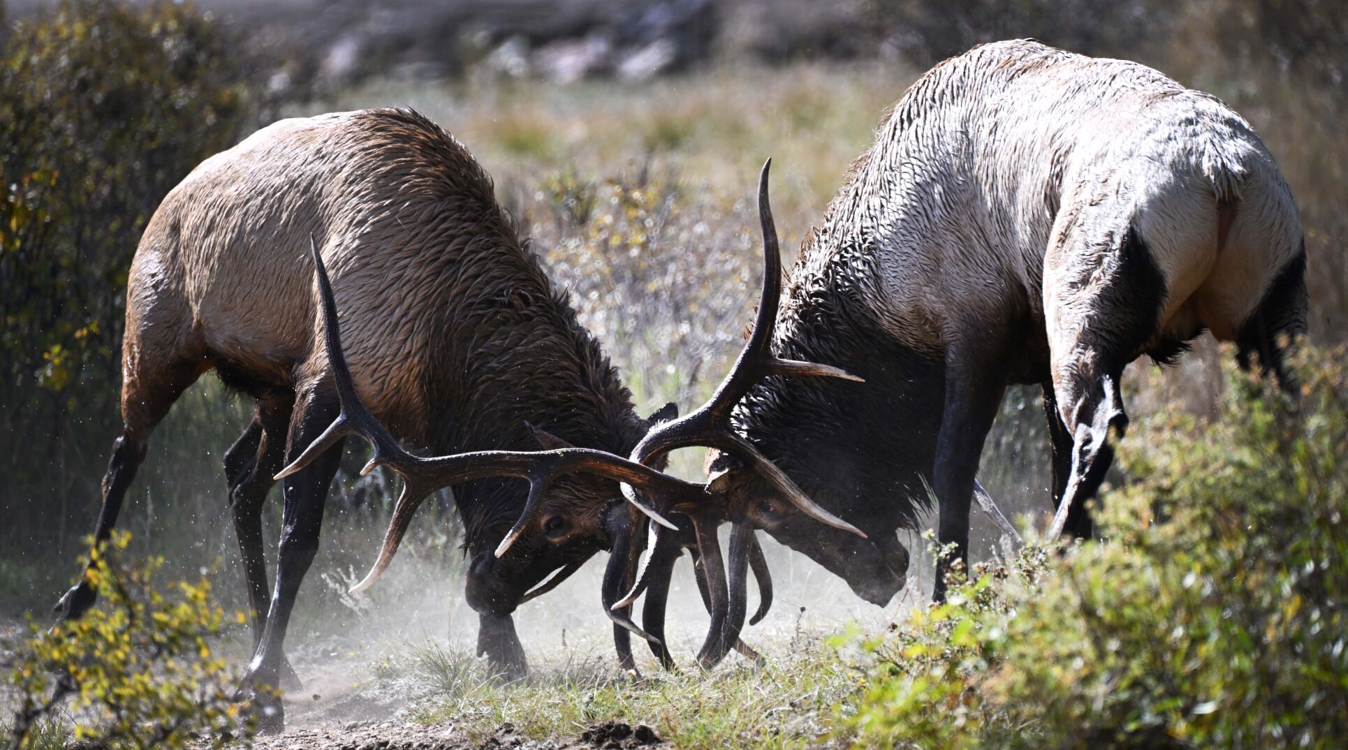 Two elk bulls fight next to Lake Estes near the nine-hole golf course in Estes Park Tuesday, Sept. 27, 2022, during the elk rut. (The Gazette, Christian Murdock) (Christian Murdock/The Gazette)