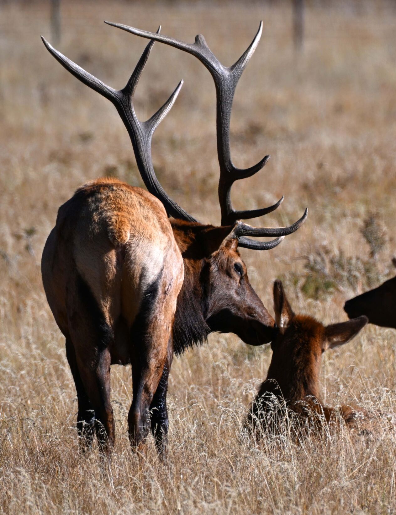 A bull elk nuzzles one of the cows in his harem in Rocky Mountain National Park. (Christian Murdock/The Gazette)