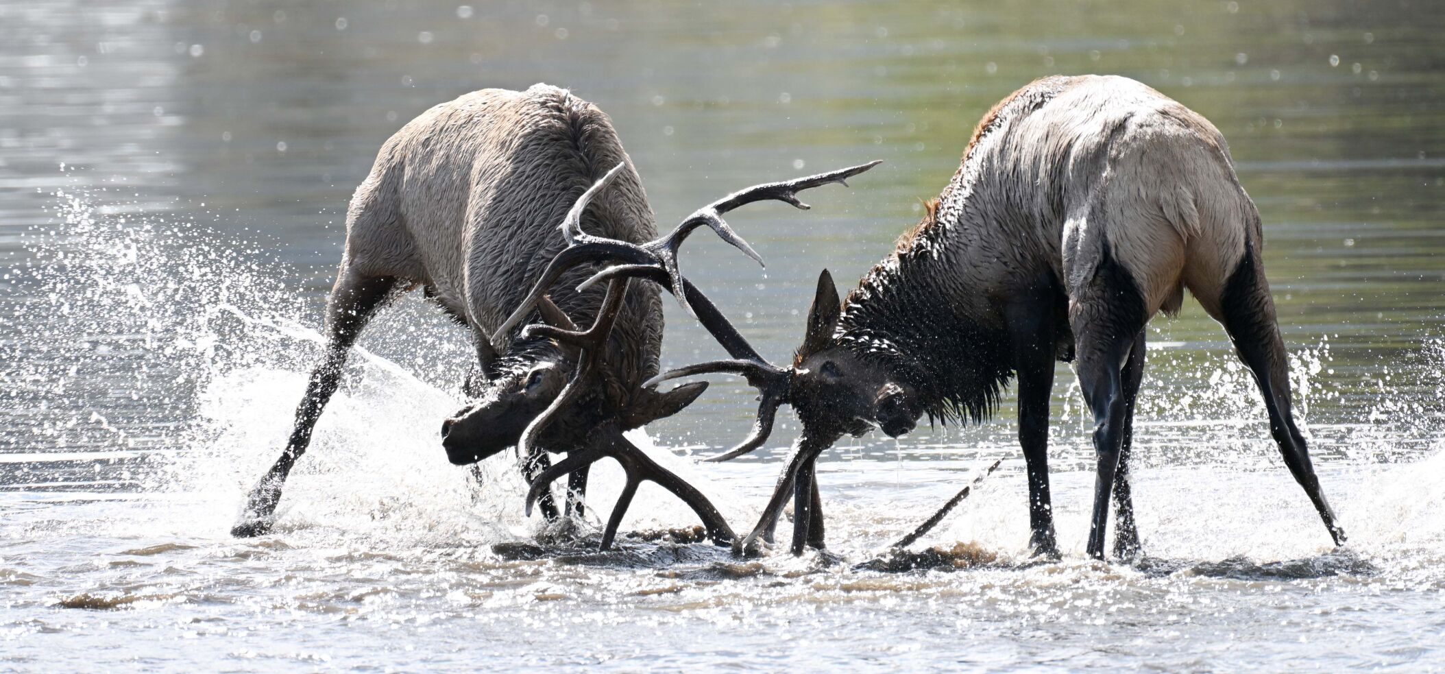 Two bull elk, above, fight on the shore of Lake Estes during the elk rut. A bull elk, right, nuzzles one of the cows in his harem in Rocky Mountain National Park. (photos by Christian Murdock, The denver Gazette)