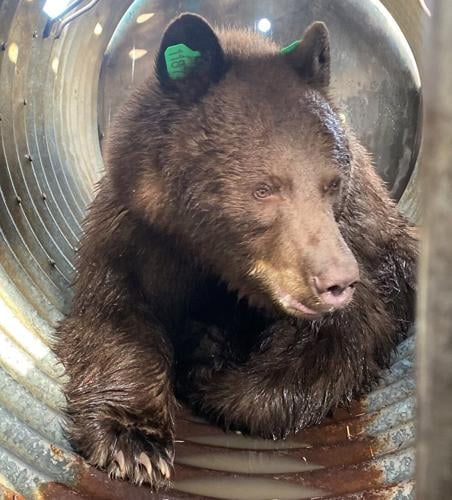 Bear tranquilized, relocated out of residential Jefferson County