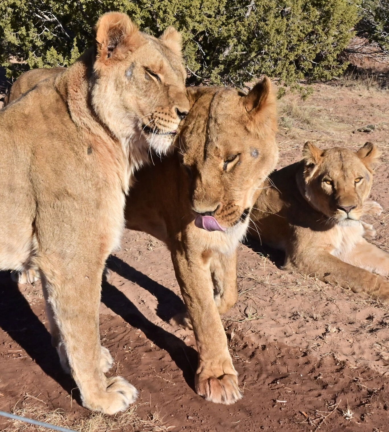 A couple of female lions cuddle up in their new enclosure at the Wild Animal Refuge in southeastern Colorado. Nine lions made the trip from the war-torn Odesa Zoo in Ukraine to Moldova to Romania to Qatar to Dallas and then caravanned by truck to Colorado in late September. The two cubs were taken to the sister Wild Animal Sanctuary in Keenesburg. (photos by Jerilee Bennett, The denver Gazette)