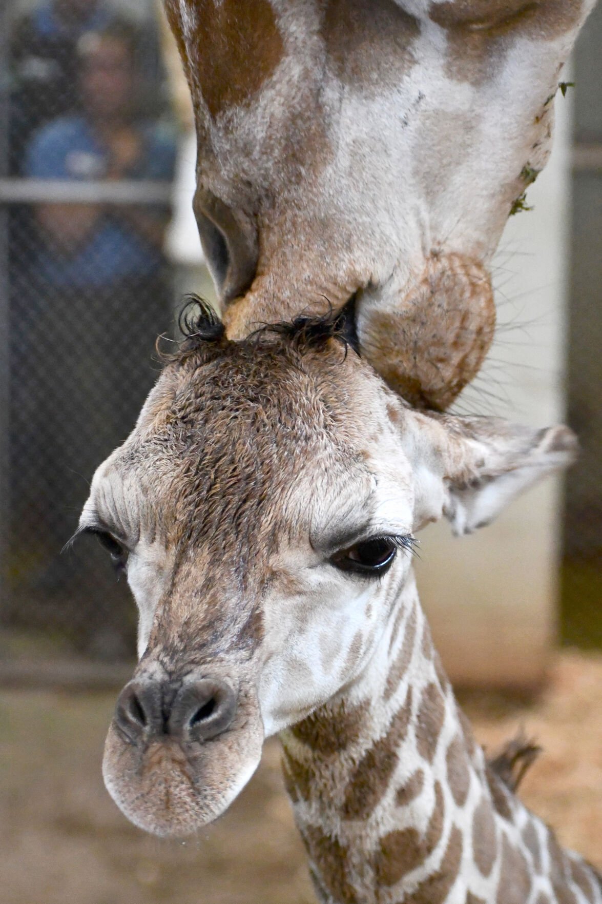 Baby giraffe arrives at Cheyenne Mountain Zoo