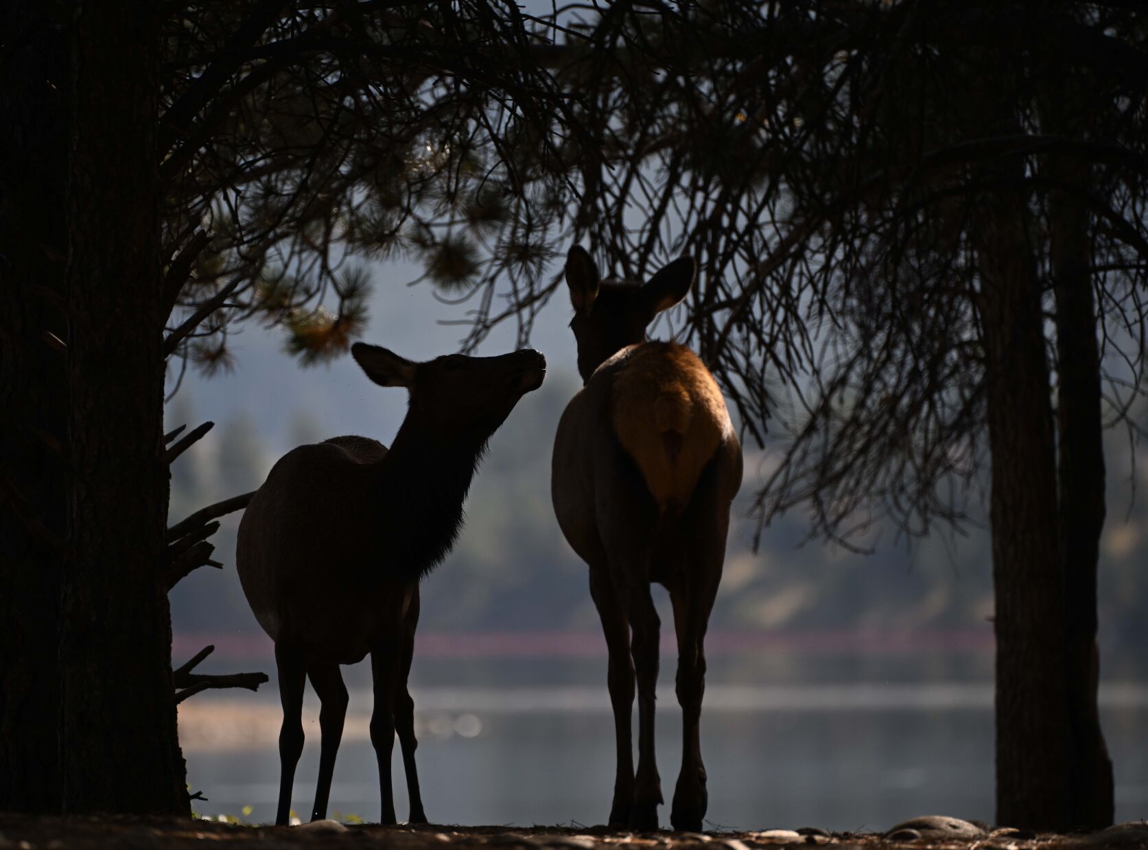 A pair of elk cows watch the bulls fight near Lake Estes from a safe distance in the shade next to the nine-hole golf course in Estes Park recently. (Christian Murdock/The Gazette)