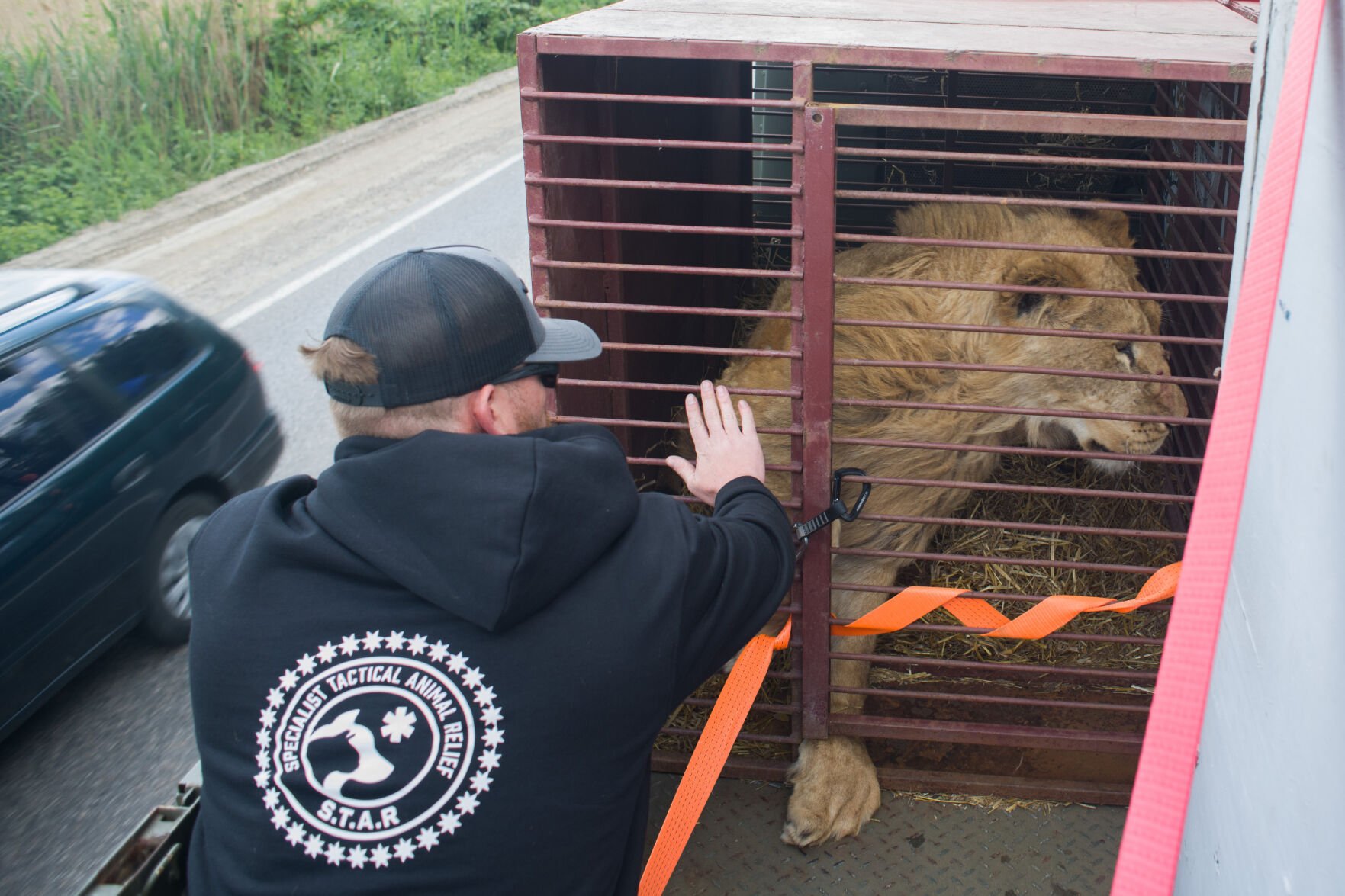 The lions are transported by truck from Ukraine through Moldova and then to temporary housing in Romania. (Photo courtesy of Wild Animal Refuge)