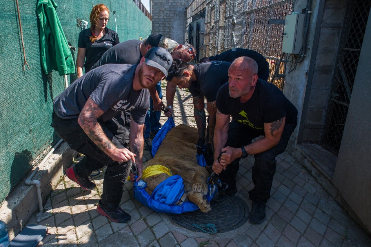 A team of members from a consortium of international animal welfare organizations rescue a lion from the Bio Park zoo in Odesa, Ukraine, on May 24, 2022. (Courtesy of Wild Animal Sanctuary)