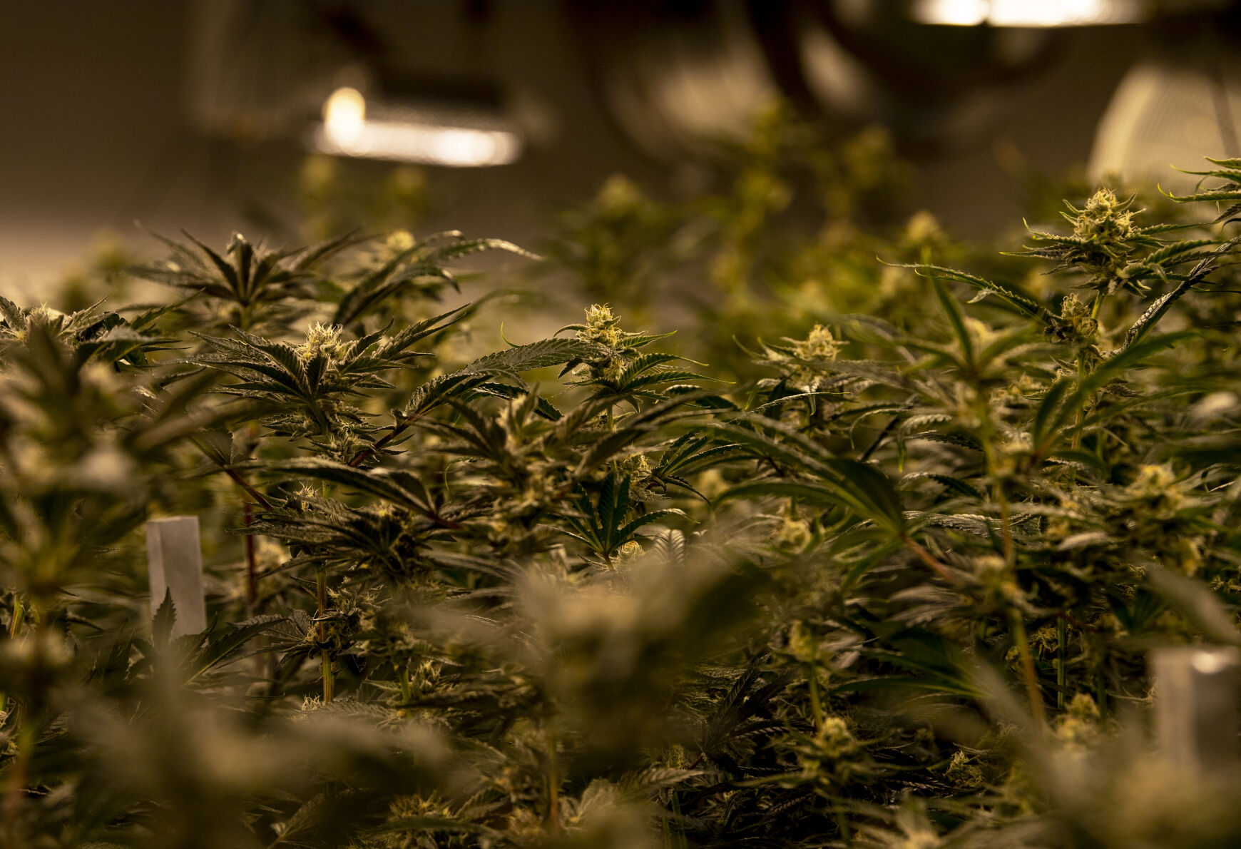 Marijuana plants in a grow room at Zipz, a medical marijuana dispensary and grow operation, in Colorado Springs on Thursday. (Parker Seibold, The Gazette)