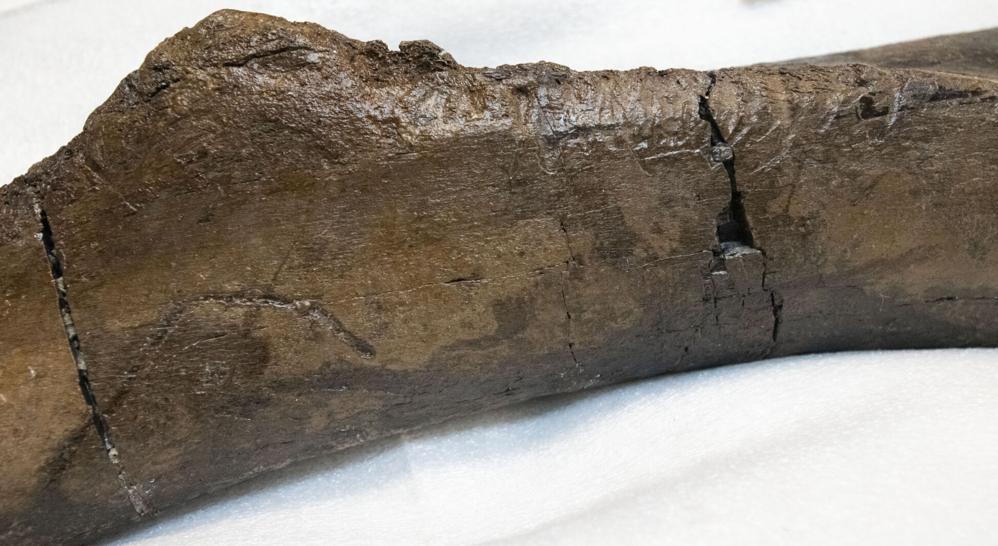 Marks on the T. Rex's pubis bone indicate that the juvenile dinosaur had been scavenged after death by other predators. (The Gazette, Christian Murdock) (Christian Murdock/The Gazette)