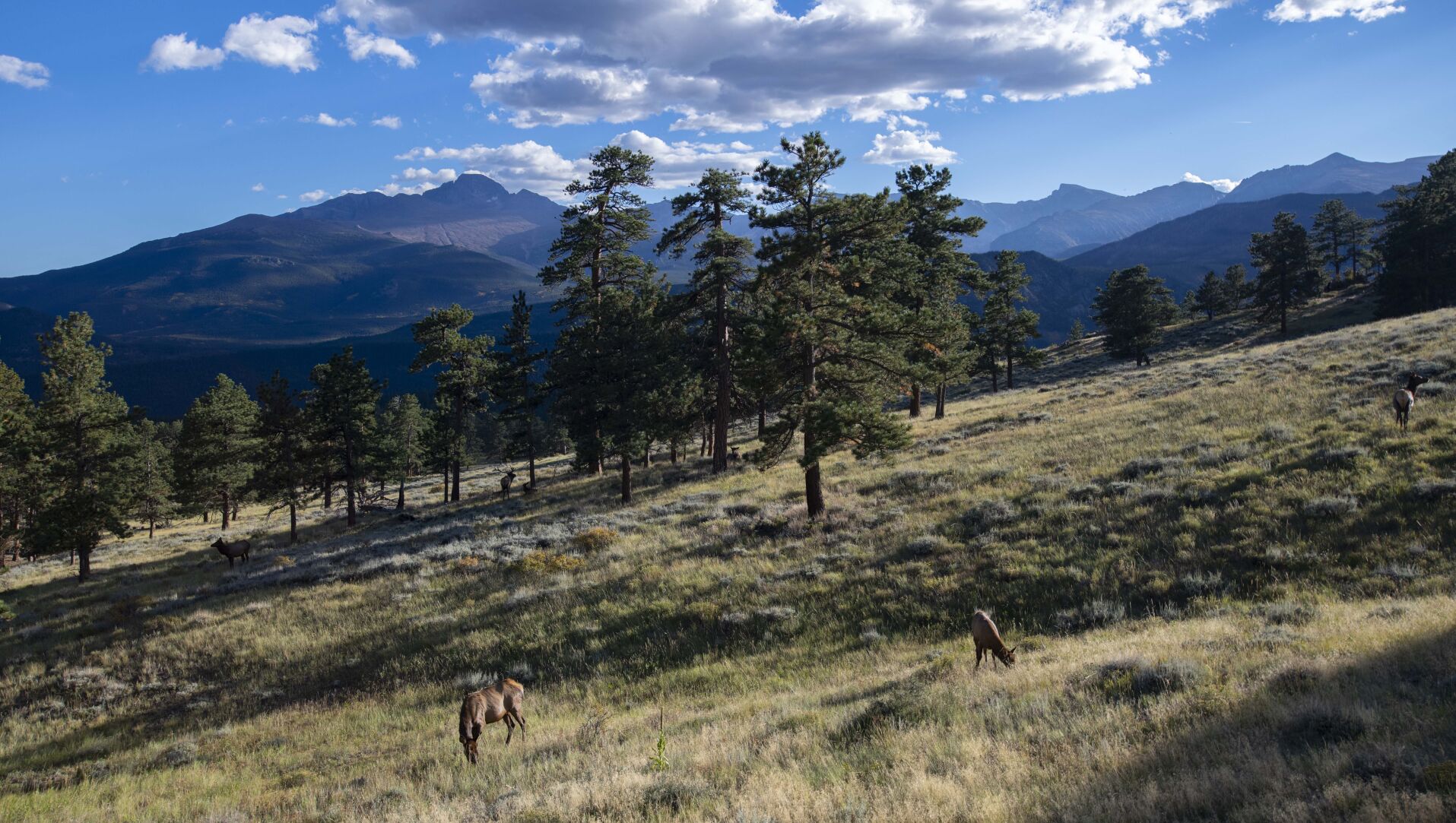 Cow elk graze under the watch of a bull above Beaver Meadows in Rocky Mountain National Park. (Christian Murdock/The Gazette)