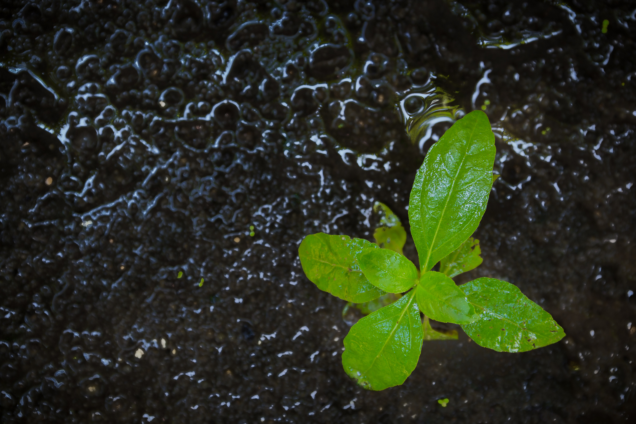 Summer rains boost soil moisture to 8-year high, but Colorado water forecast “tenuous”