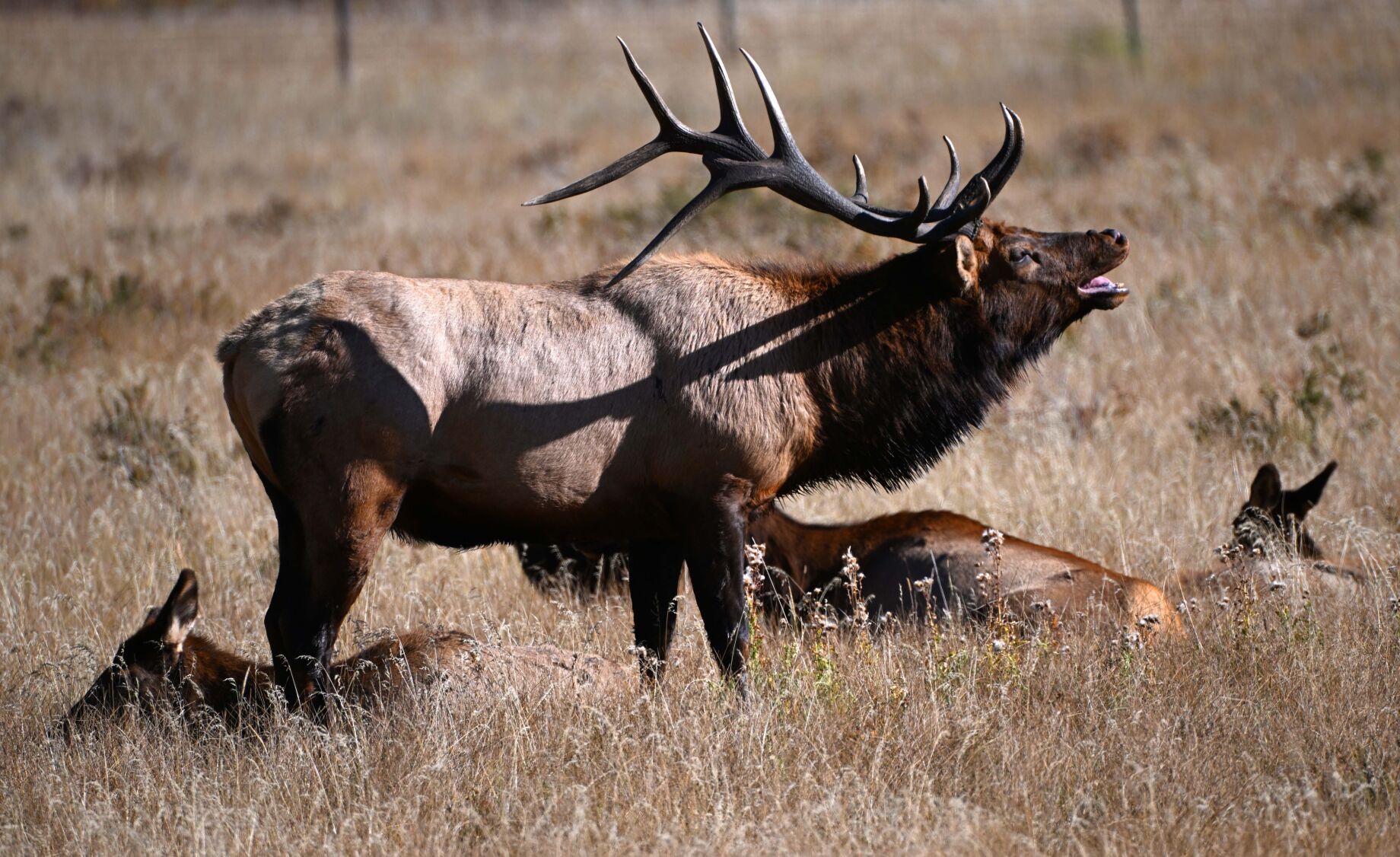 A ‘wildlife soap opera’: Inside the quintessential Colorado experience of the elk rut