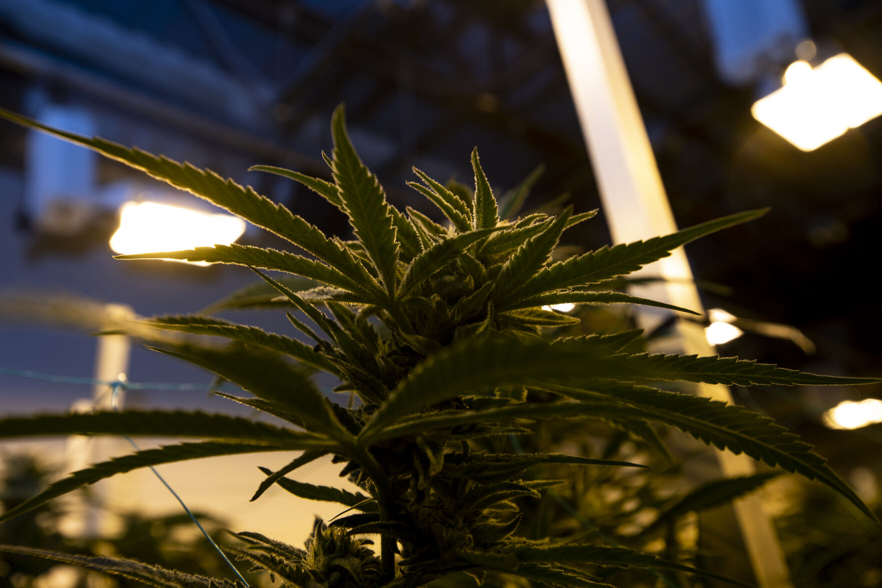 A marijuana plant grows at Zipz, a medical marijuana dispensary and grow operation in Colorado Springs on Thursday. (Parker Seibold, The Gazette)