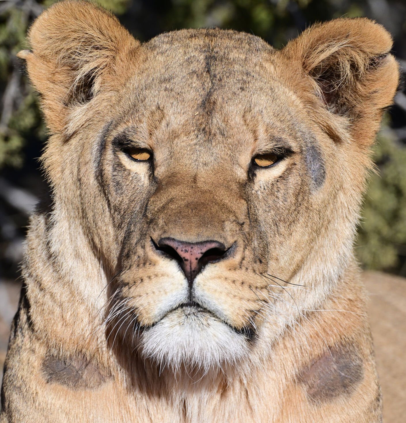 Superficial sores from the small metal cages can be seen on the face of one of the nine lions that came from Ukraine. The sores should heal quickly.