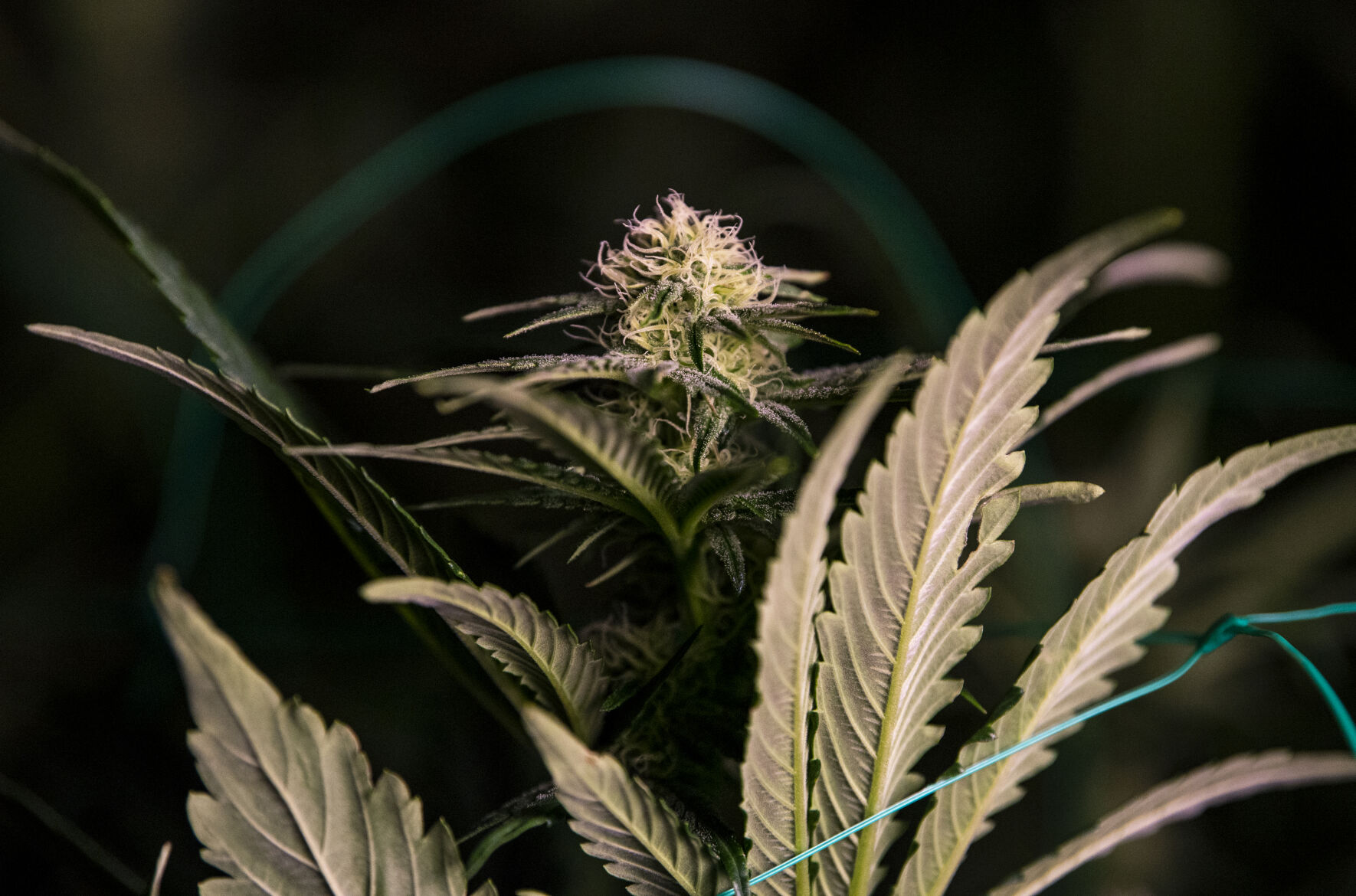 A marijuana plant grows at Zipz, a medical marijuana dispensary and grow operation in Colorado Springs on Thursday. (Parker Seibold, The Gazette)
