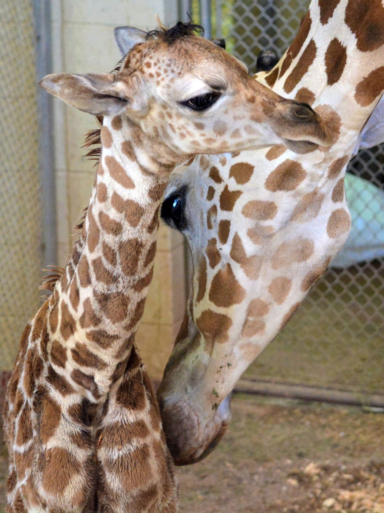 This baby giraffe ws born Wednesday at the Cheyenne Mountain Zoo. (Photo courtesy of Cheyenne Mountain Zoo)