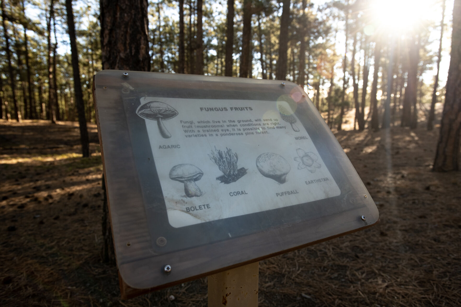 Educational signs like the one pictured are scattered throughout the trails at Fox Run Regional Park. (Parker Seibold, The gazette)
