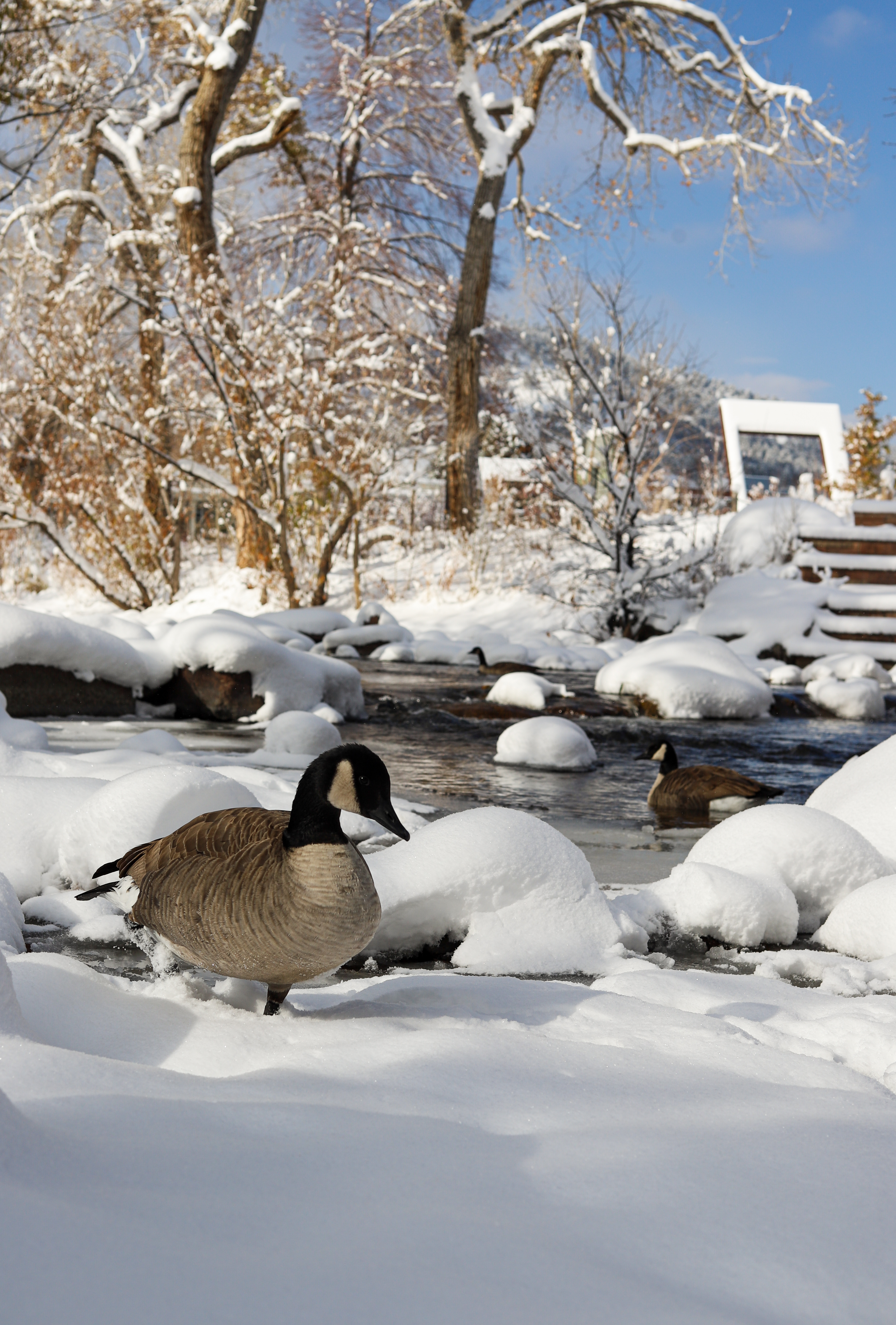 A goose stands in the snow next to Boulder Creek after a winter storm. (Kyla Pearce)
