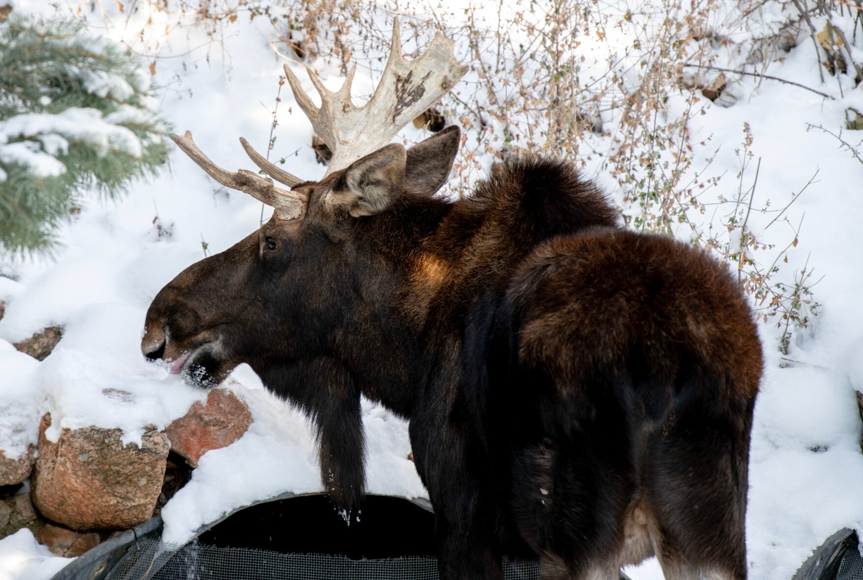 Atka the moose licks snow off rocks in his habitat at the Cheyenne Mountain Zoo on Thursday, Dec. 1, 2022. (The Gazette, Parker Seibold) (Parker Seibold)