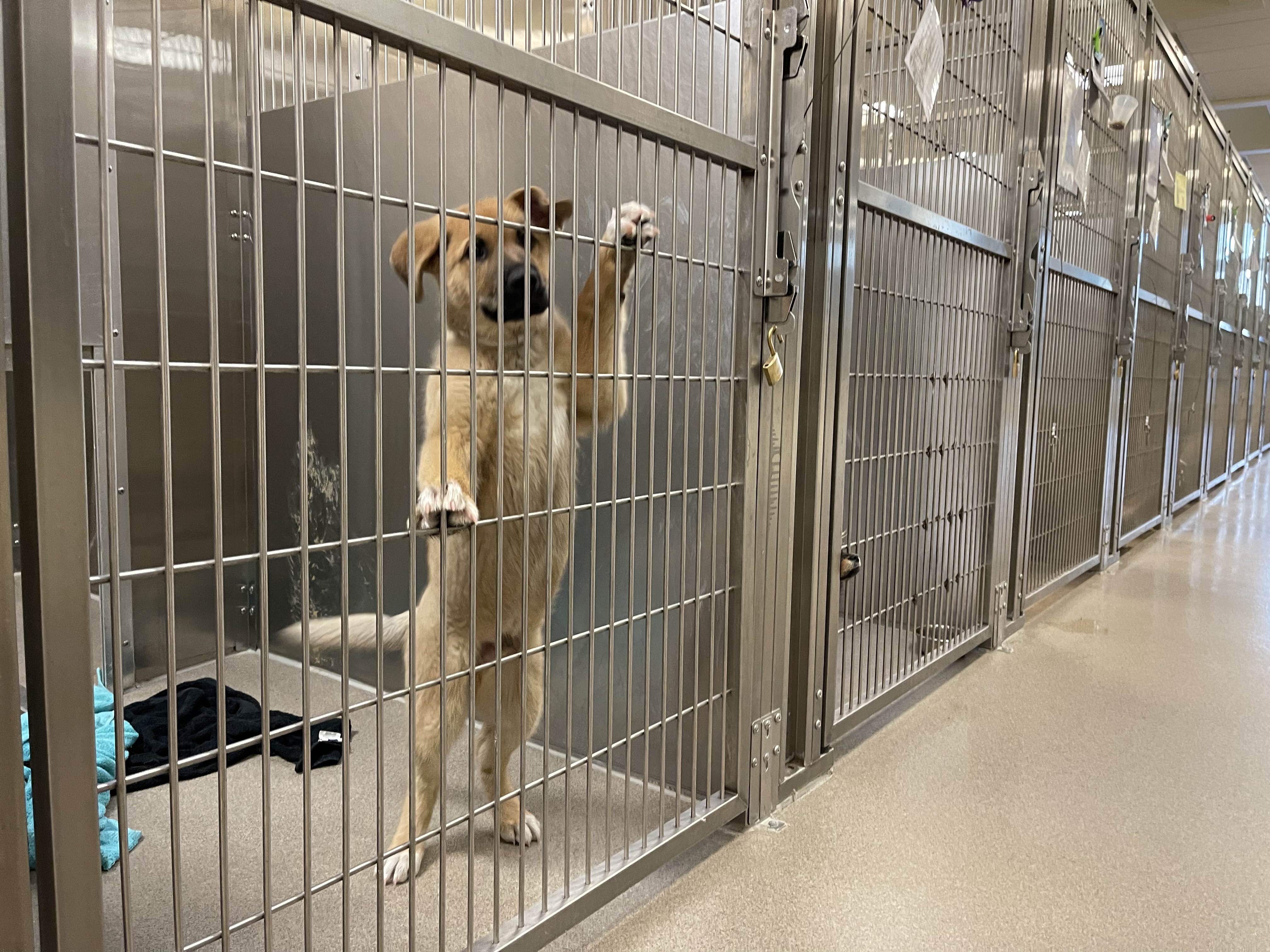 Before giving a pet gift, read what Denver experts say to do