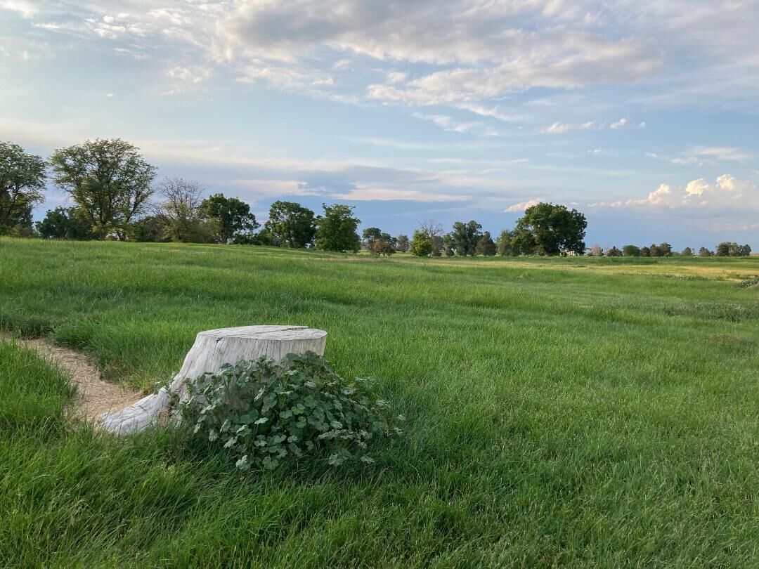 The land of the former Park Hill Golf Course in Denver, Colo. (Amy Harris)