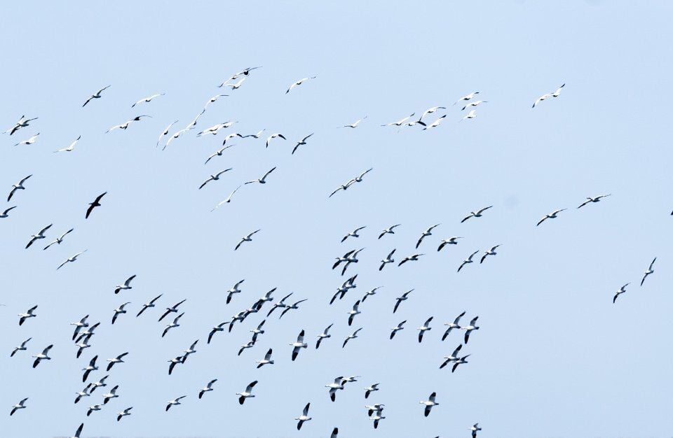 A swarm of snow geese are seen flying through the sky at the John Martin Reservoir on Thursday February 8, 2018 in Hasty. Gazette file (Gazette file)