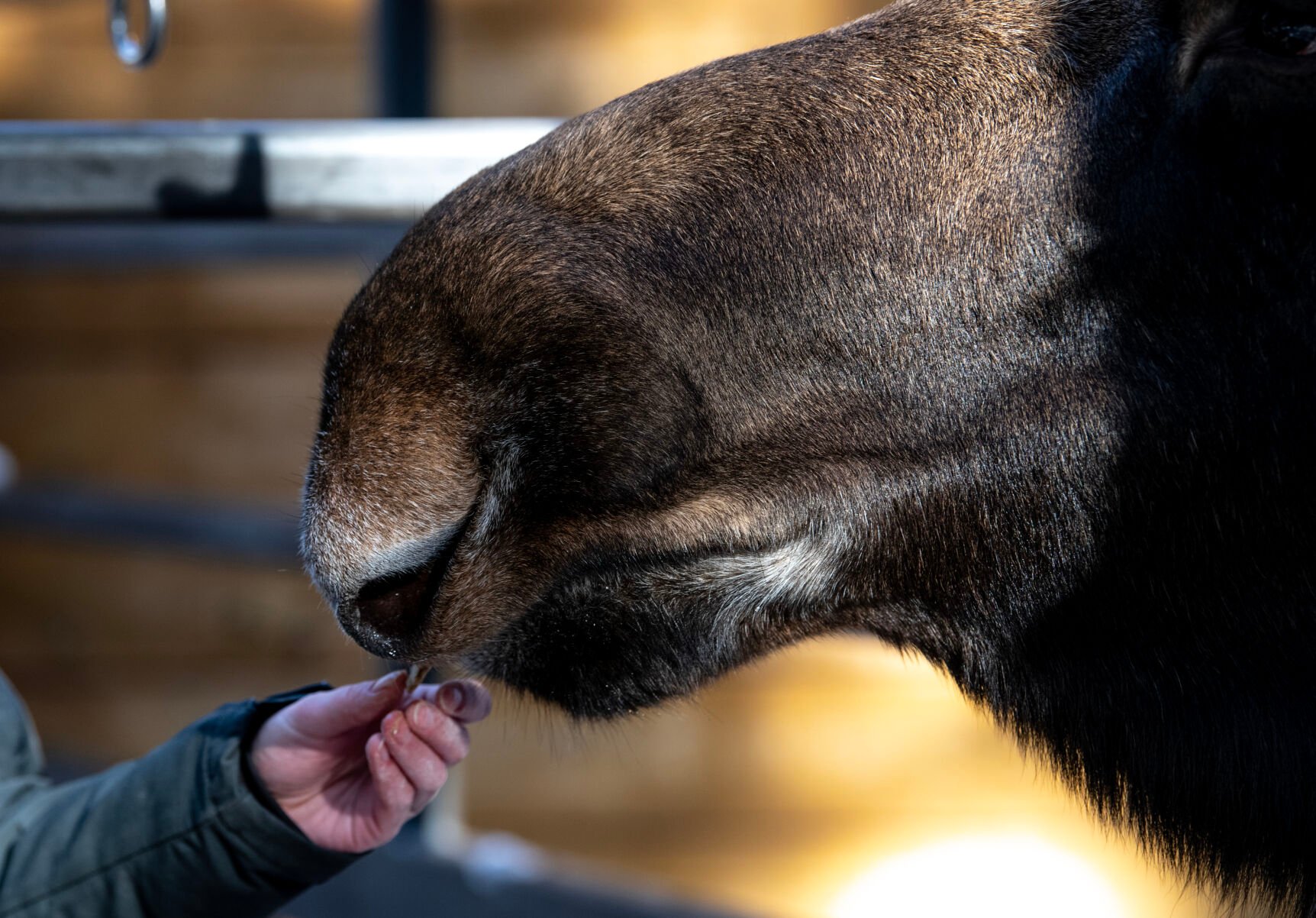 Atka, Cheyenne Mountain Zoo’s 2-year-old moose, takes a cracker from Erika Furnes, senior keeper in Rocky Mountain Wild and Atka’s primary trainer. (Parker Seibold)
