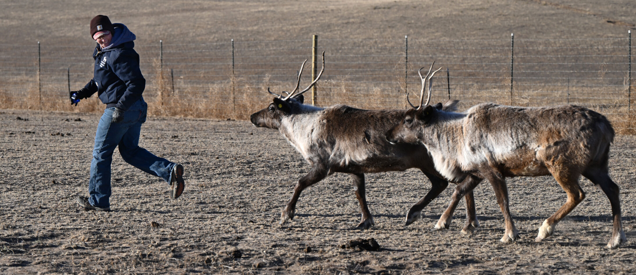 Beth Genz plays with Mistletoe, front, and Jingles at the Hilltop Reindeer Ranch in Peyton. (photos by Christian Murdock, The Gazette)