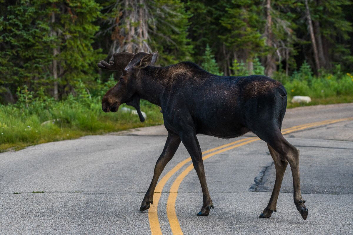Wildlife mitigation projects underway across the state
