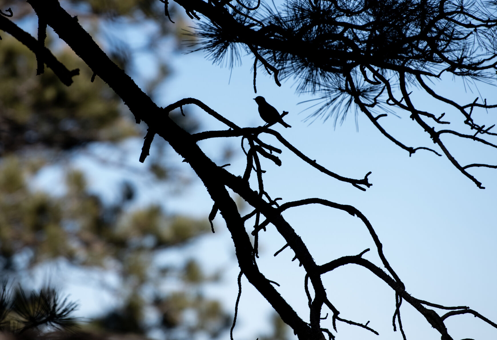 A bird sits on a branch in a section of Fishers Peak Trail-Osita Ridge Section weaving through a forested area at Fishers Peak State Park in Trinidad. (Parker Seibold, The Gazette)