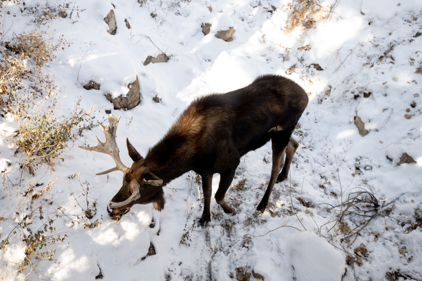 Atka the moose in his habitat at the Cheyenne Mountain Zoo on Thursday, Dec. 1, 2022. (The Gazette, Parker Seibold) (Parker Seibold)