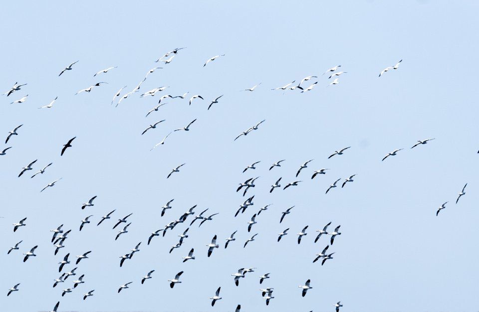 A swarm of snow geese are seen flying through the sky at the John Martin Reservoir on Thursday February 8, 2018 in Hasty. Gazette file (Gazette file)