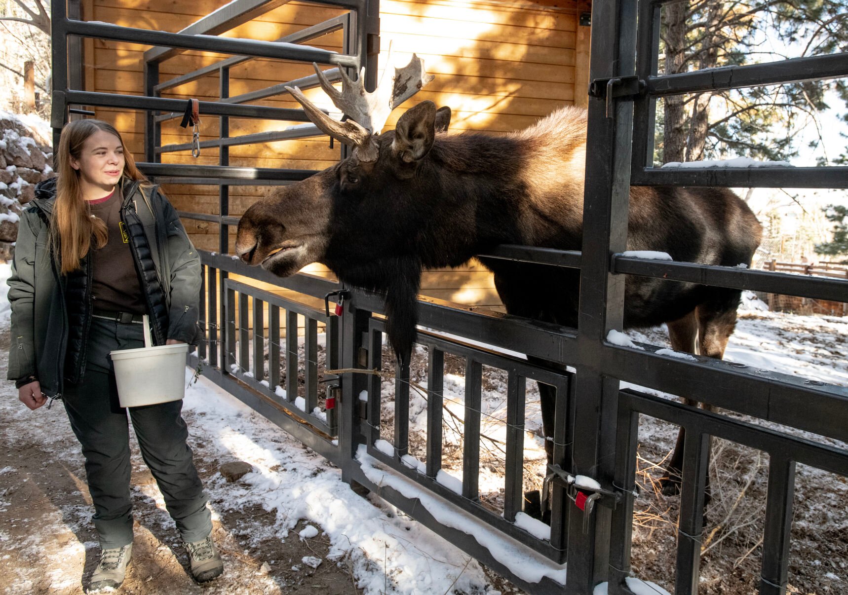 Atka pushes his head through his training panel where Erika Furnes, senior keeper in Rocky Mountain Wild and Atka’s primary trainer, gives him crackers on Thursday, Dec. 1, 2022. (The Gazette, Parker Seibold) (Parker Seibold)