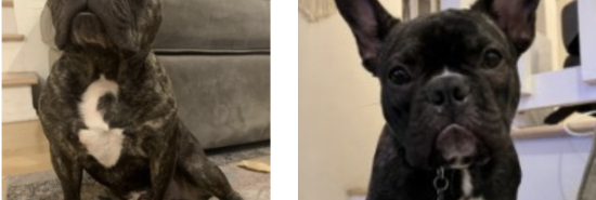 Two French bulldogs stolen from pregnant woman during armed robbery