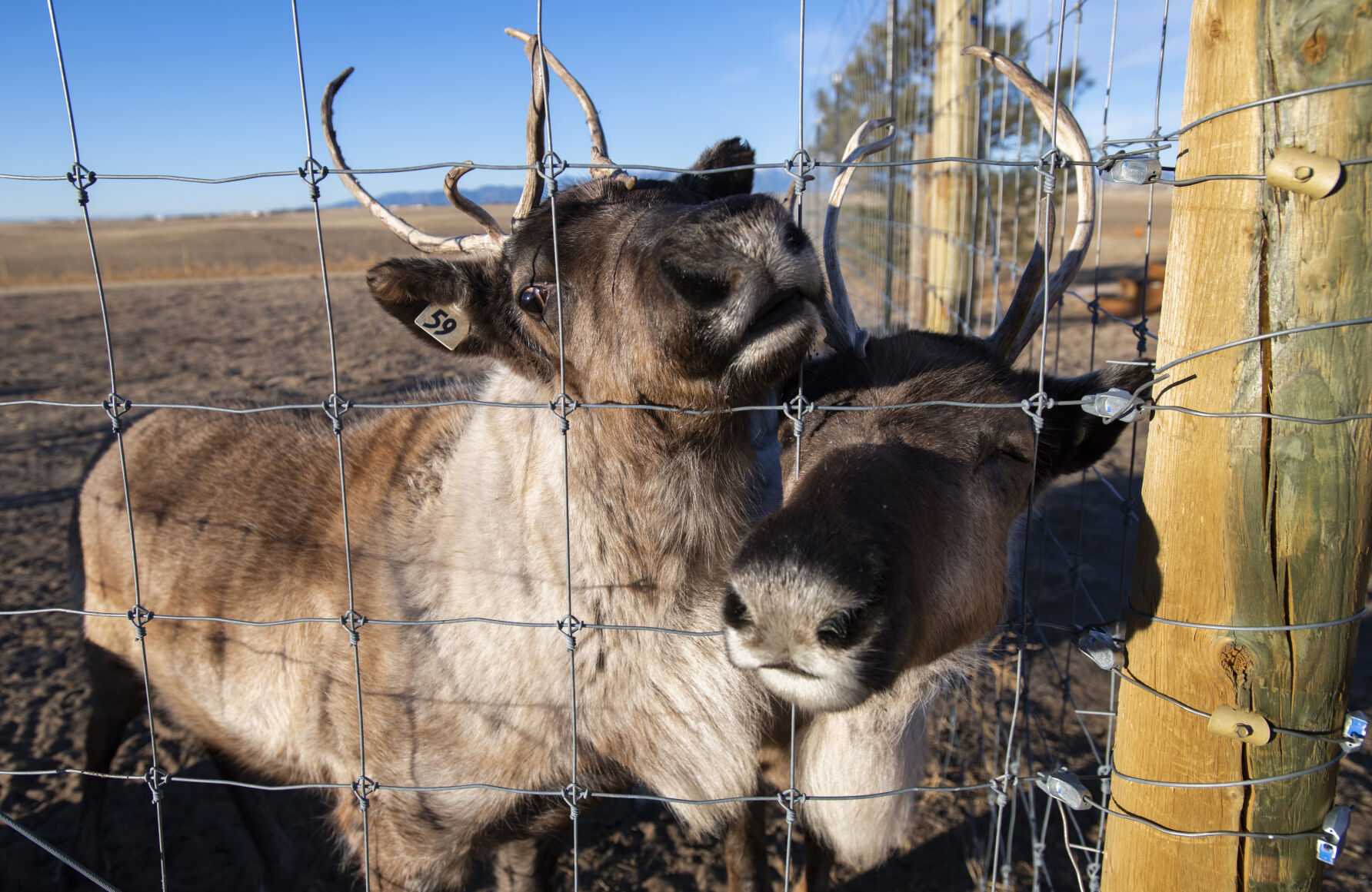 Mistletoe, left, and Jingles greet a visitor at the Hilltop Reindeer Ranch in Peyton last week. (photos by Christian Murdock, The Gazette)