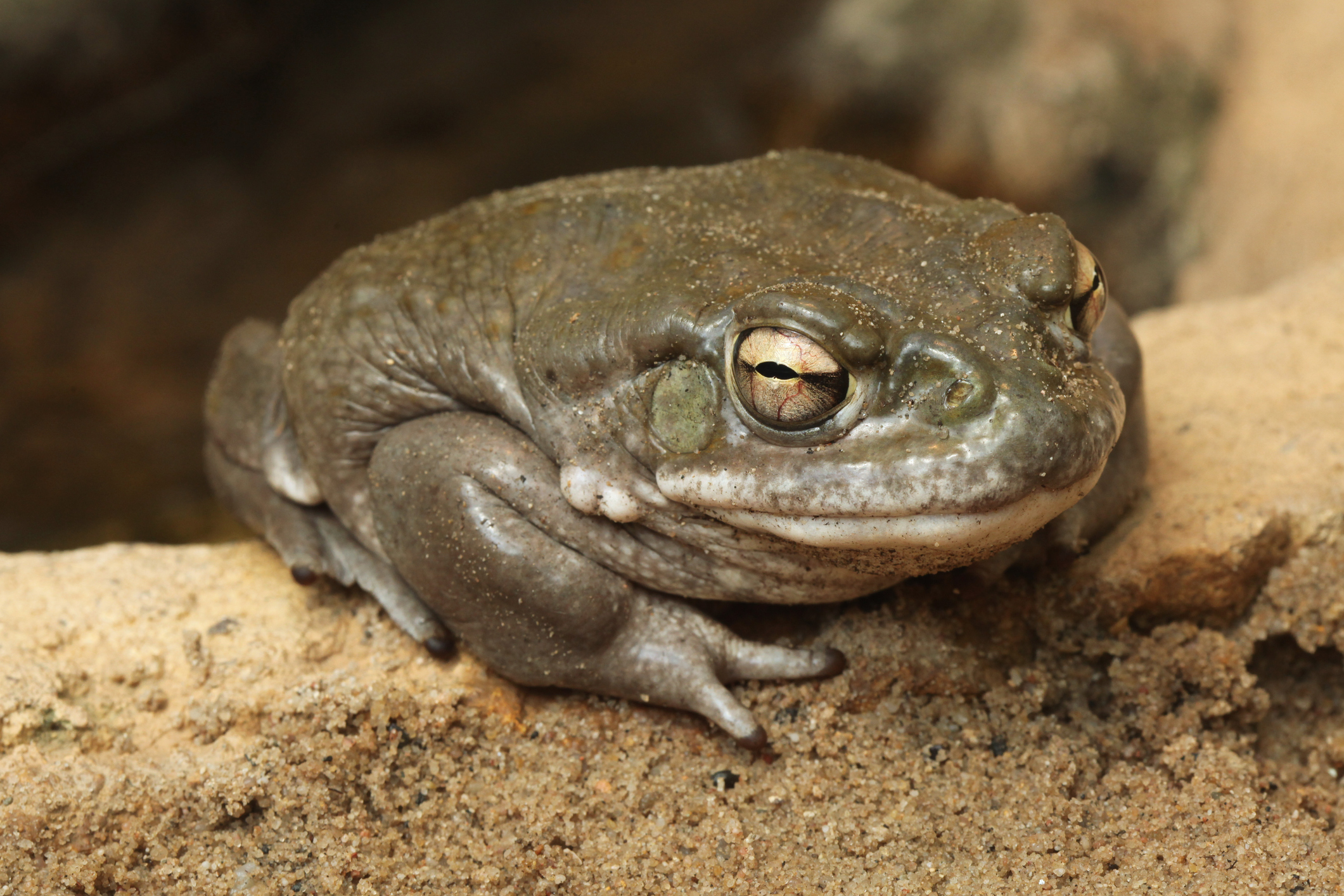 Photo Credit: wrangel. File photo. (iStock) (wrangel)