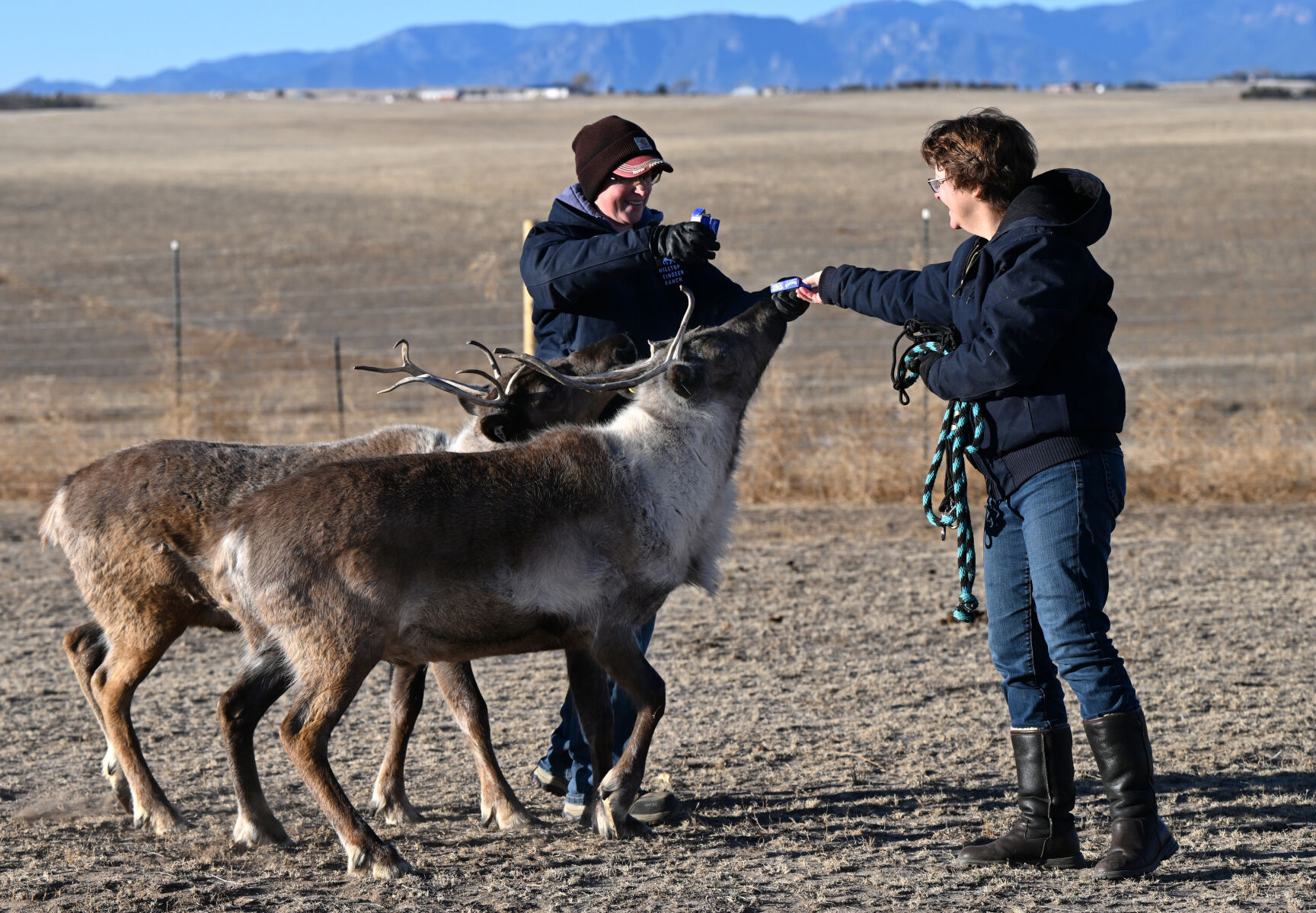 Beth Genz, left, and Kathy Winkler give Mistletoe and Jingles their favorite treats, raisins, at the Hilltop Reindeer Ranch in Peyton. (Christian Murdock/The Gazette)