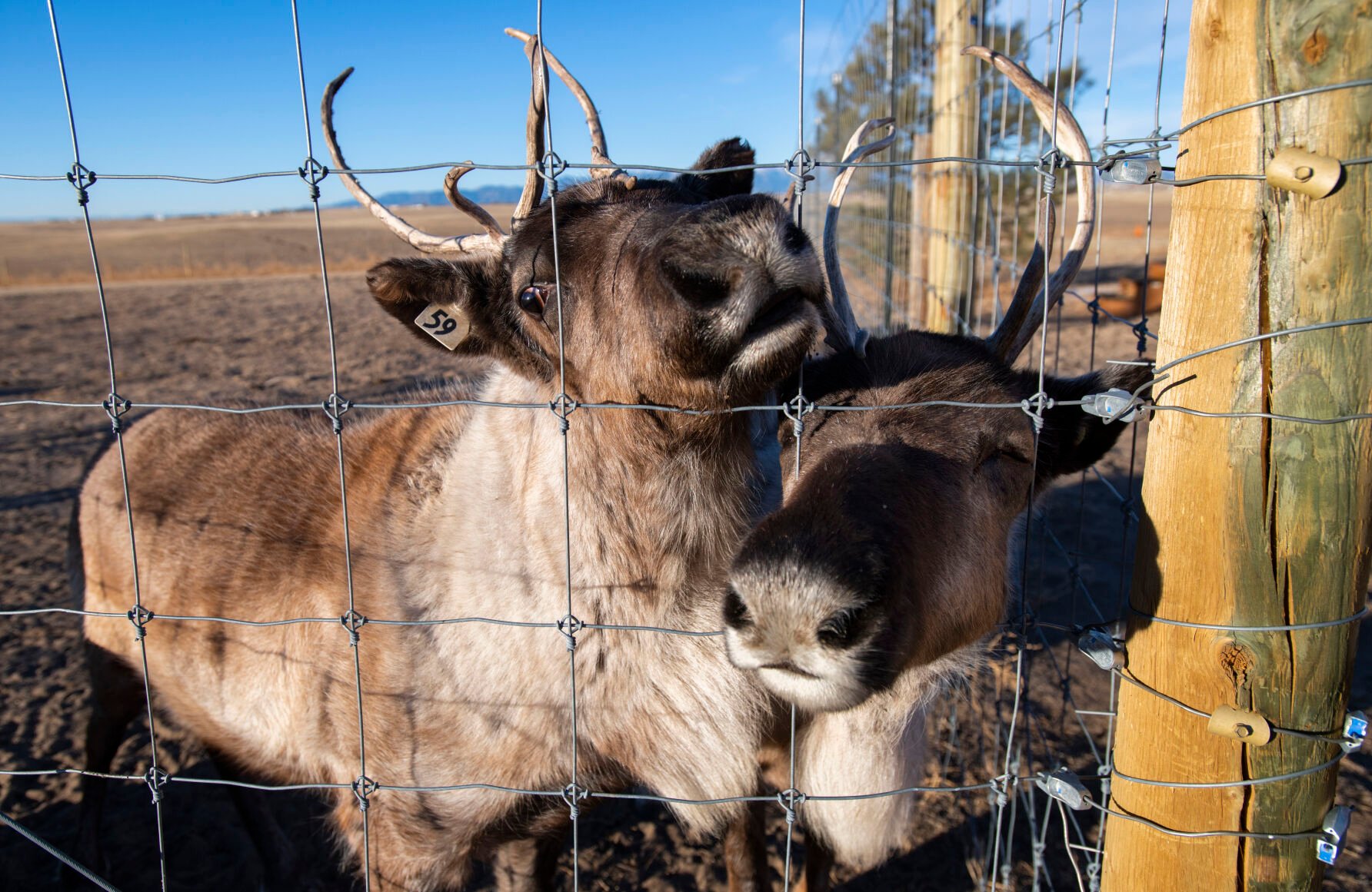Mistletoe, left, and Jingles greet a visitor at the Hilltop Reindeer Ranch in Peyton last week. (photos by Christian Murdock, The Gazette)