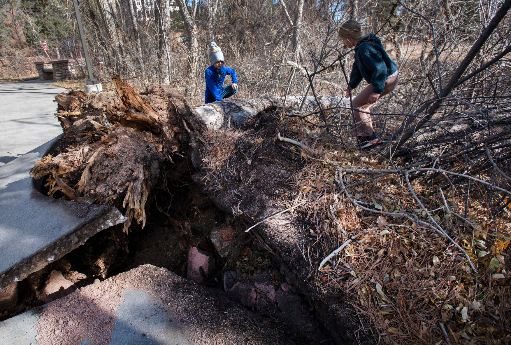 Young hikers explore Friday, Dec. 2, 2022, the two fallen trees from Thursday night's wind storm that blew over, damaging the sidewalk in the parking lot across the street from the Starsmore Discovery Center at North Cheyenne Canon. Wind gusts up to 105 mph were reported in Colorado Springs area over night. (The Gazette, Christian Murdock) (Christian Murdock/The Gazette)