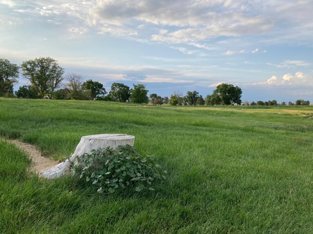 The land of the former Park Hill Golf Course in Denver, Colo. (Amy Harris)