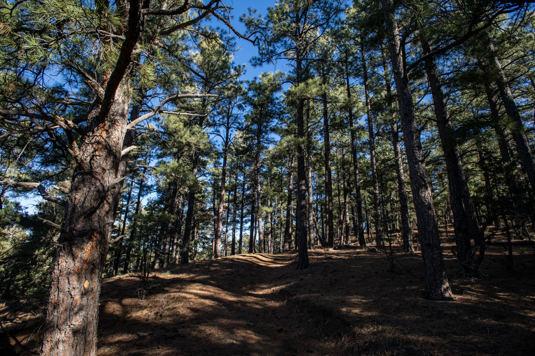 Towering pine trees cast shadows over Fishers Peak Trail-Osita Ridge Section at Fishers Peak State Park on Tuesday, Dec. 6, 2022, in Trinidad, Colo. (The Gazette, Parker Seibold) (Parker Seibold)