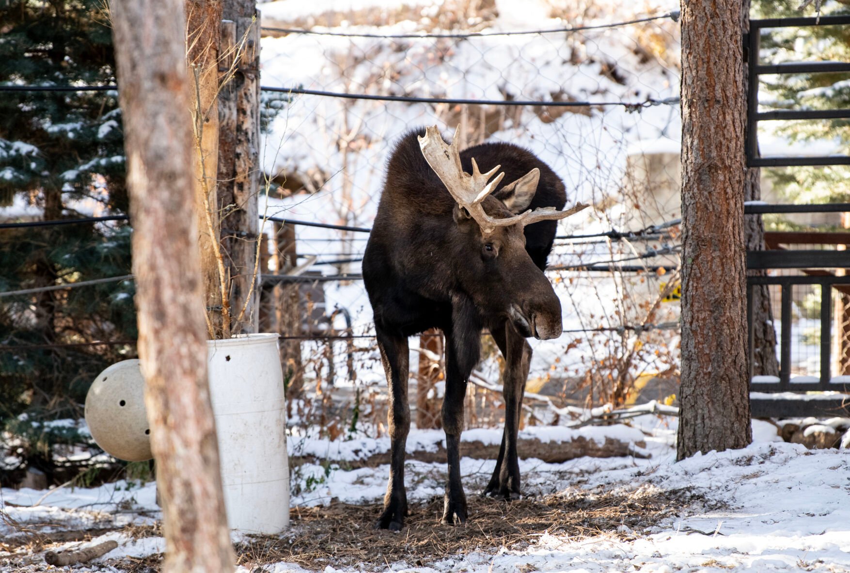 Atka the moose in his habitat at the Cheyenne Mountain Zoo on Thursday, Dec. 1, 2022. (The Gazette, Parker Seibold) (Parker Seibold)