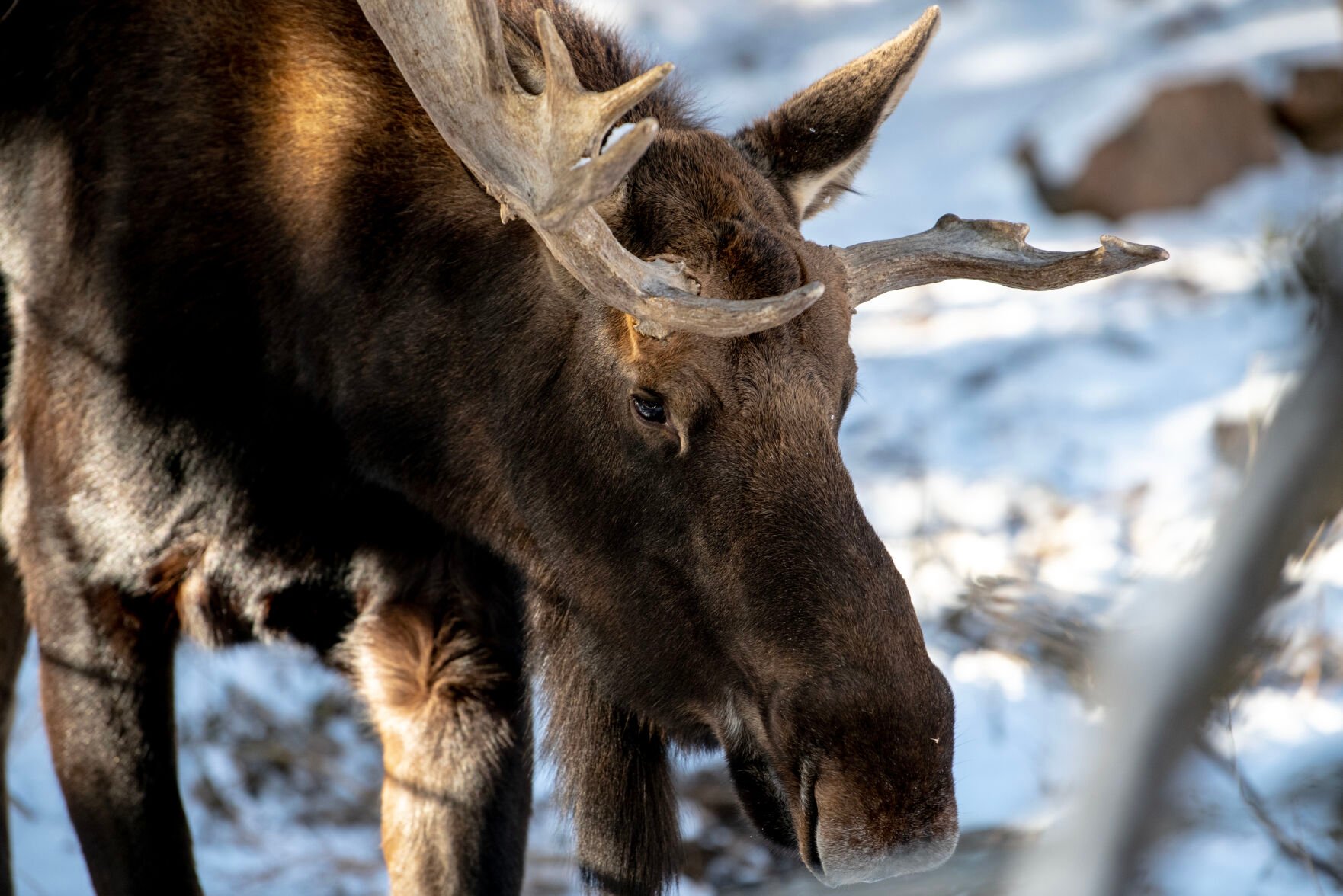 Atka the moose in his habitat at the Cheyenne Mountain Zoo on Thursday, Dec. 1, 2022. (The Gazette, Parker Seibold) (Parker Seibold)