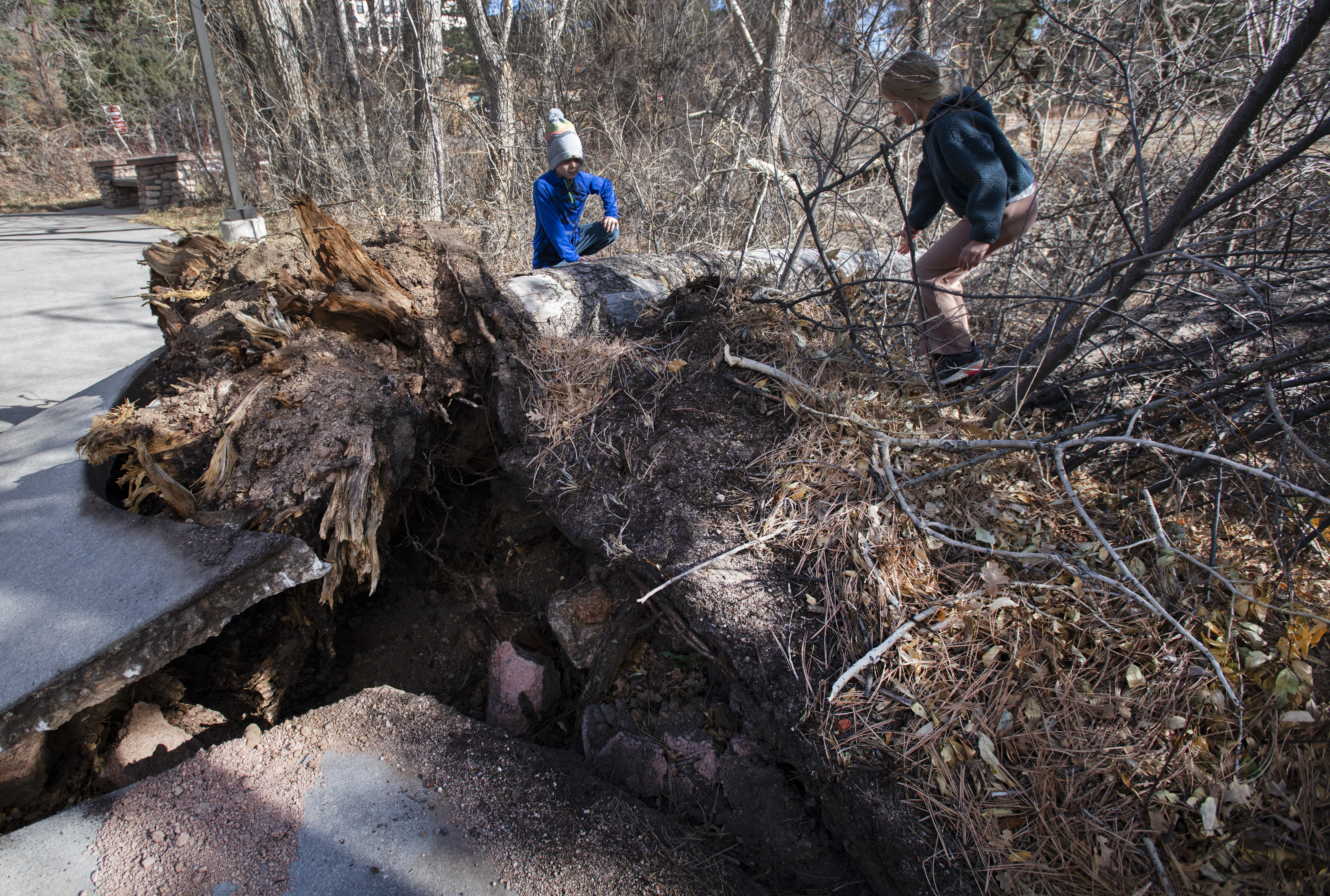 Young hikers explore Friday, Dec. 2, 2022, the two fallen trees from Thursday night's wind storm that blew them over, damaging the sidewalk in the parking lot across the street from the Starmore Discovery Center at North Cheyenne Canon. Wind gusts up to 105 mph were reported in Colorado Springs area over night. (The Gazette, Christian Murdock) (ChristianMurdockchristian.murdock@gazette.comhttps://secure.gravatar.com/avatar/7b418fa9a684d03a433f79e3e5065029?d=mm&r=g)