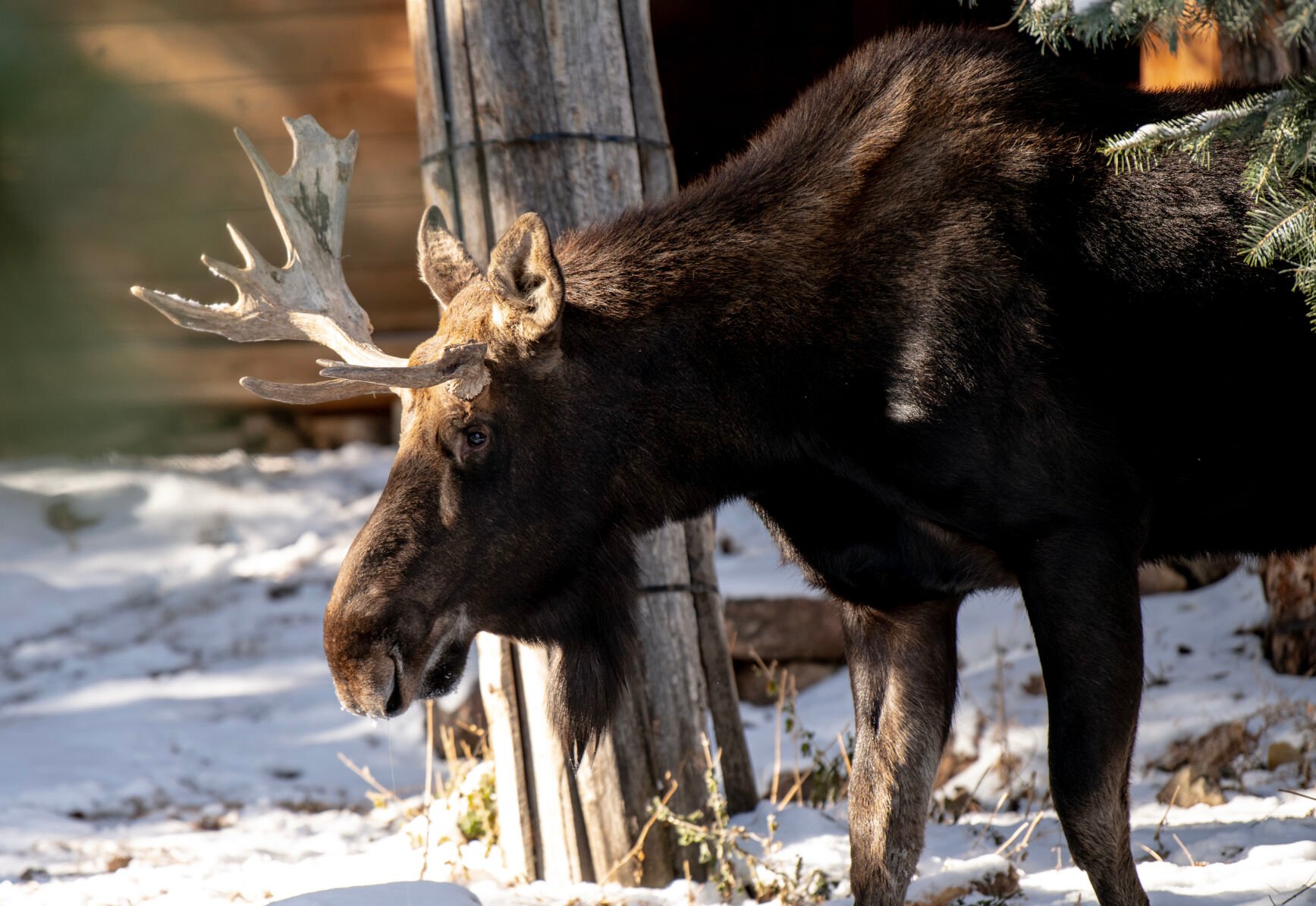 PHOTOS: Meet Atka, Cheyenne Mountain Zoo’s 2-year-old moose