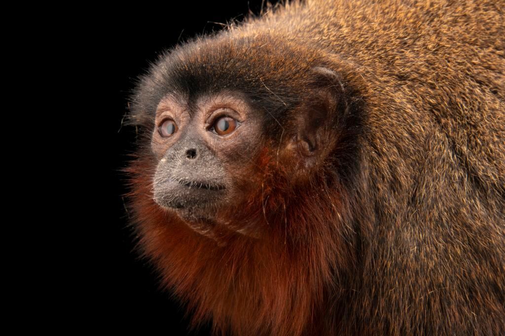 North America's oldest titi monkey, Cinnamon, dies at Denver Zoo