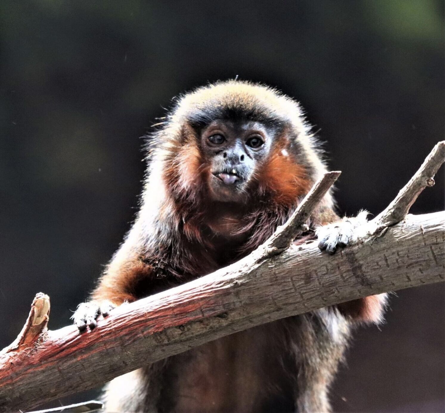 North America’s oldest titi monkey, Cinnamon, dies at Colorado zoo