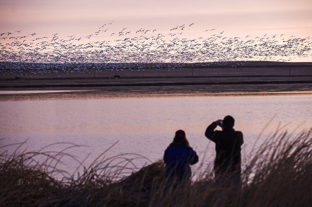 Two bird watchers photograph thousands of snow geese at the Freezeout Lake Wildlife Management Area on March 24, 2017, outside Fairfield, Mont. (Thom Bridge/Independent Record via AP, File) (Thom Bridge)