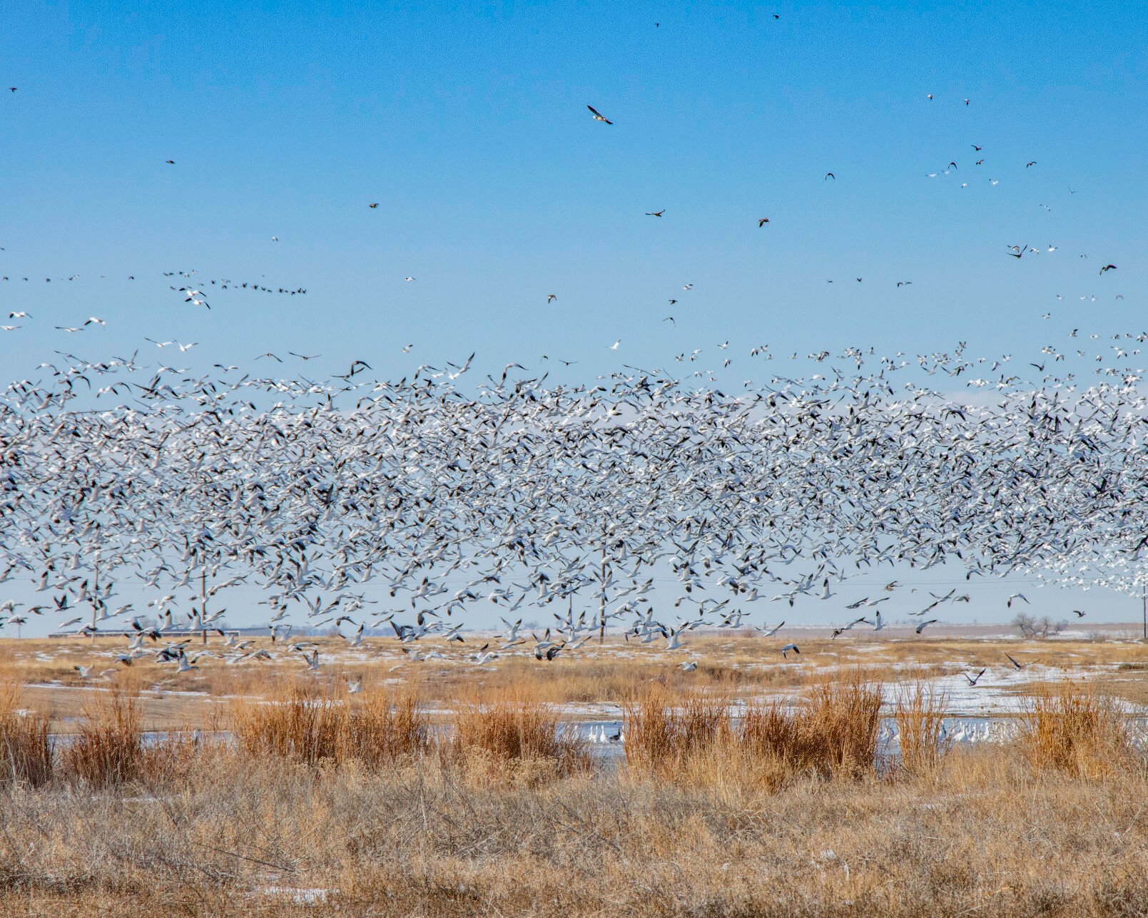 Snow geese in Prowers County. Photo by Sue Keefer