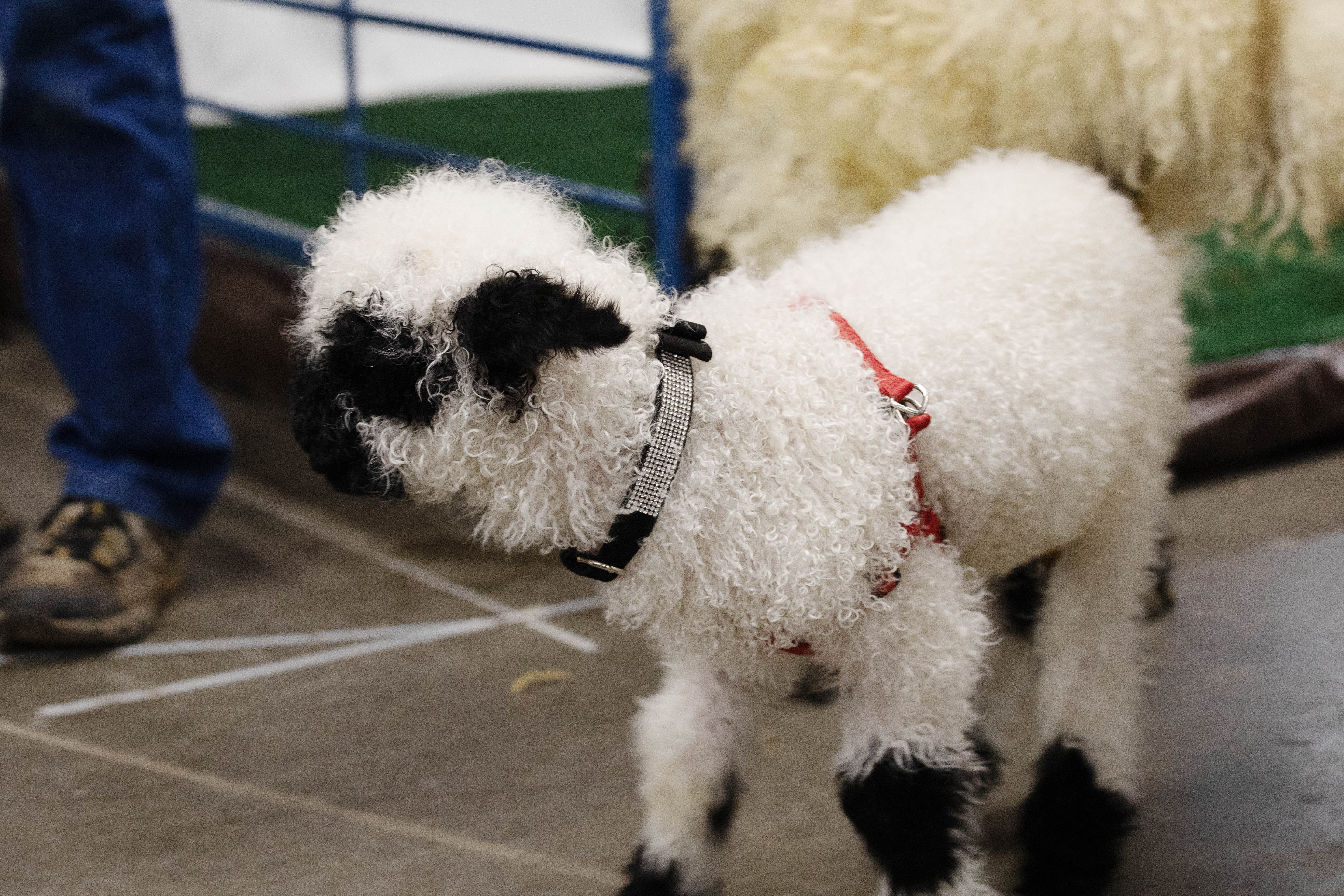 ‘World’s cutest sheep’ steals hearts at Stock Show