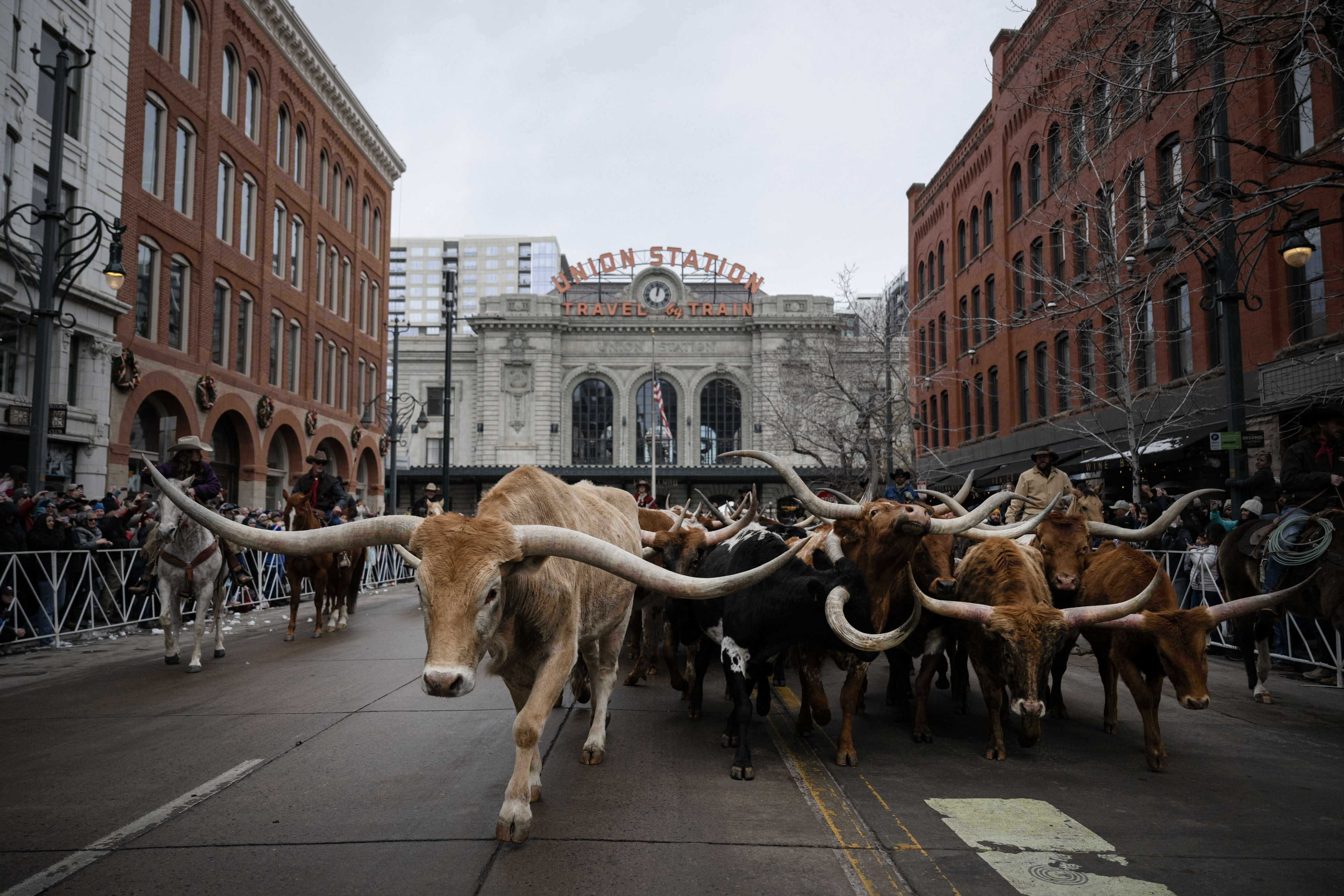 Texas Longhorns from Silverado Ranch are driven past Union Station and down 17th Street during the National Western Stock Show Parade on Thursday, Jan. 5, 2023, in Denver, Colo.(Timothy Hurst/The Denver Gazette) (TimHursttim.hurst@gazette.comhttps://secure.gravatar.com/avatar/aca82bd62b4ee425c598527cd6faa1b1?d=mm&r=g)