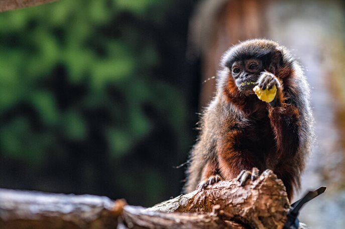 North America’s oldest titi monkey, Cinnamon, dies at Denver Zoo